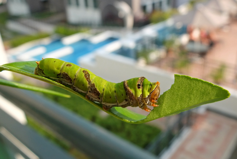 Lime caterpillar • Jac Lau Photography
